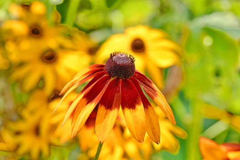 Westbury Court Garden0015